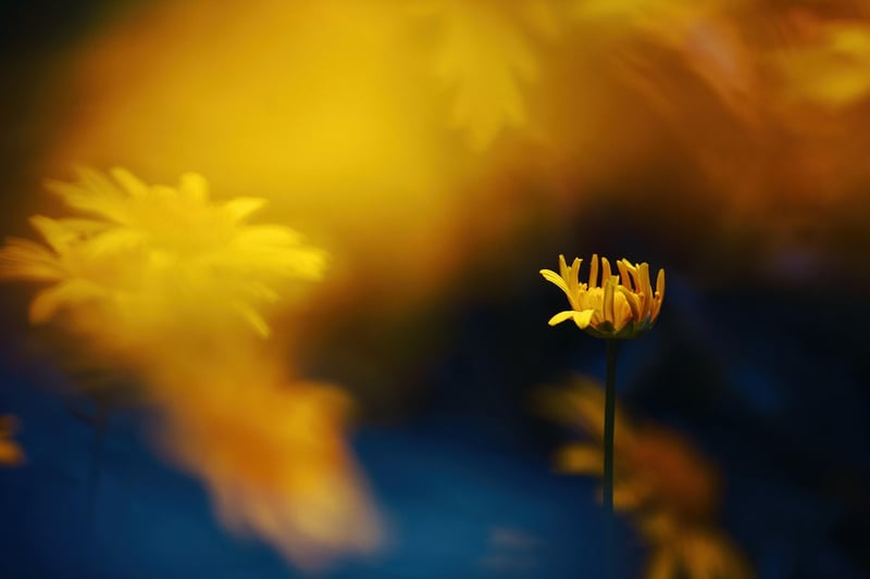 Dreamy gardens