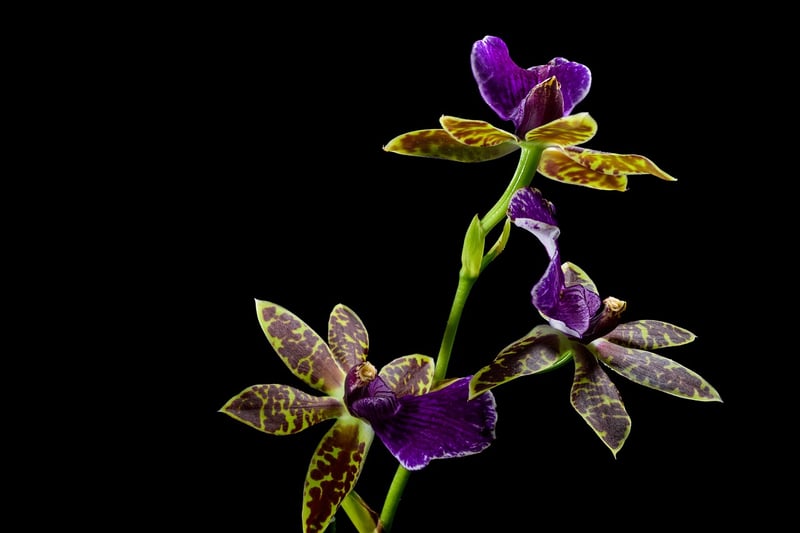 Fairy Slipper Orchid