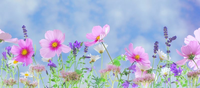 Mystical Meadow