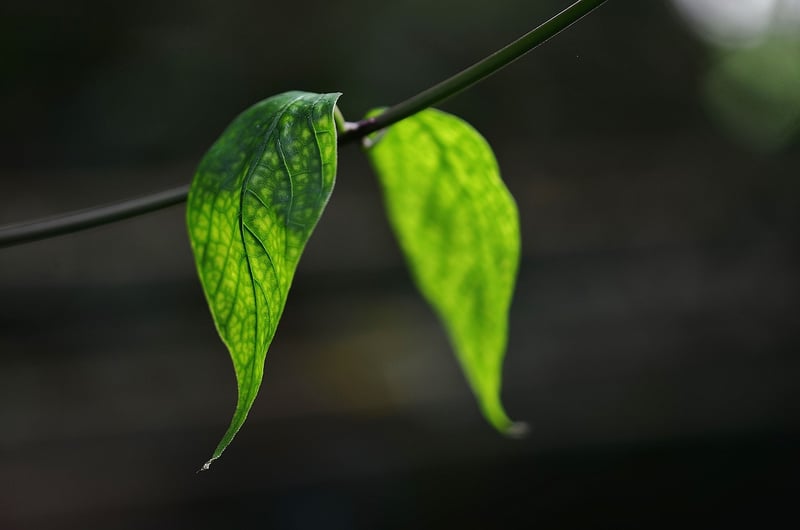 Ghost Plant